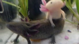 Ручная рыбка с лапками, аксолотль научился есть с рук (axolotl salamander)