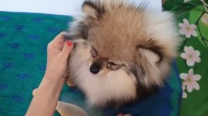 Как вычесать щенка шпица в домашних условиях.Рекомендации,отзыв