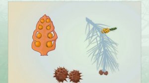 Размножение голосеменных растений.