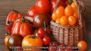 Посадка помидор по 2 штуки в лунку
