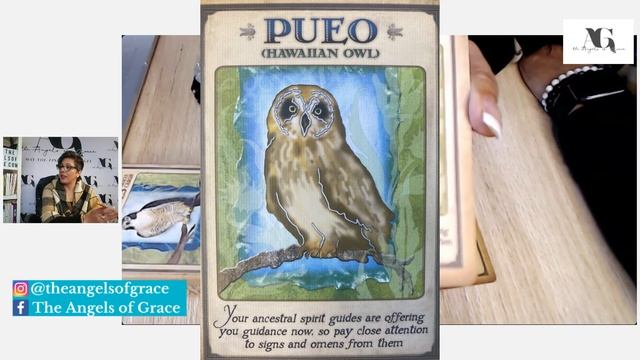 Animal Spirit Guides - Daily Oracle Card Reading смотреть онлайн