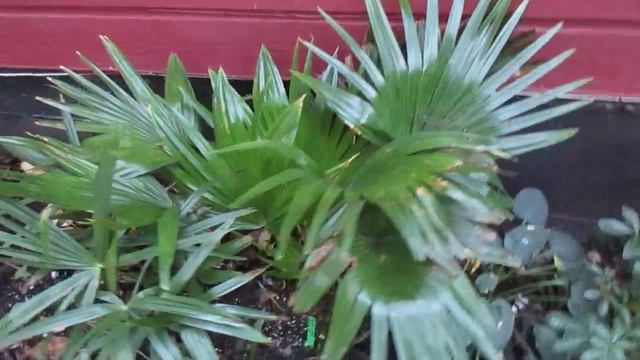 Livistona chinensis Palm in the Temperate Zone of Canada смотреть онлайн