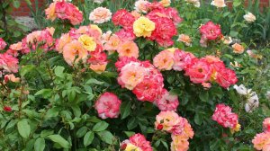 УДОБРЕНИЯ ДЛЯ РОЗ ЛЕТОМ. Чем подкормить розы для обильного цветения