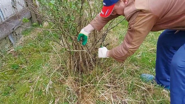Каждый дачник и садовод должен это сделать с плодовоягодными кустами! смотреть онлайн