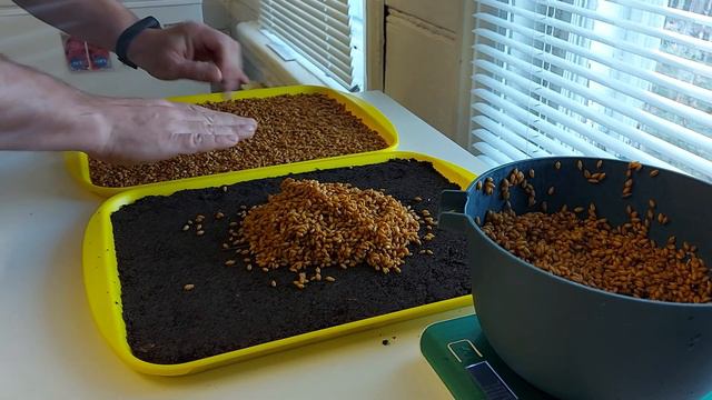 Эксперимент с субстратом для витграсса (experiment with a substrate for wheatgrass) part 1 смотреть онлайн