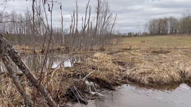 Деревня Маслениха, бобровые плотины на реке Пучуга. Кологривский район. смотреть онлайн