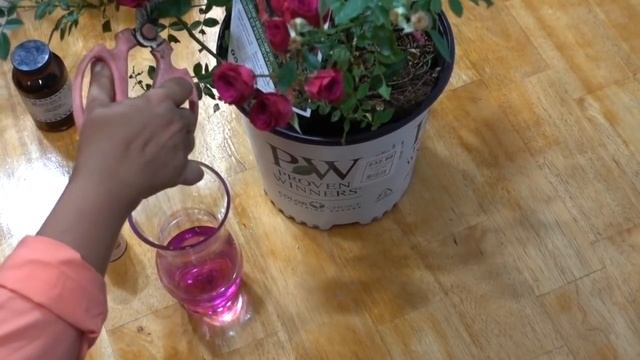 Как укоренить и размножить розу из черенка. смотреть онлайн