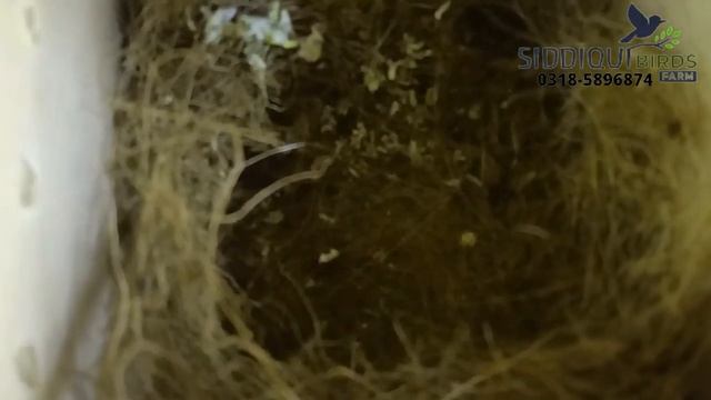 Aviary Visit | Breeding Result | Java | Gouldian | Cut throat | Zebra | Bengalese смотреть онлайн