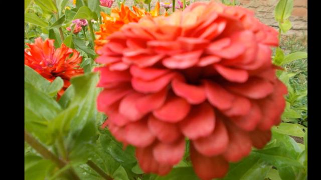 Мой цветник Лето 2014 год 2 смотреть онлайн