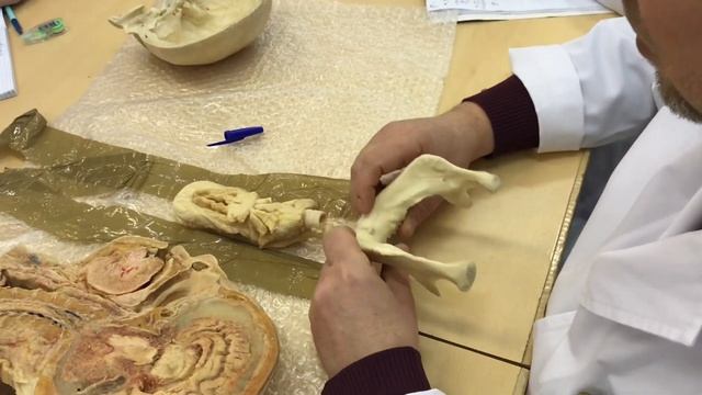 Анатомия. Ротовая полость. смотреть онлайн