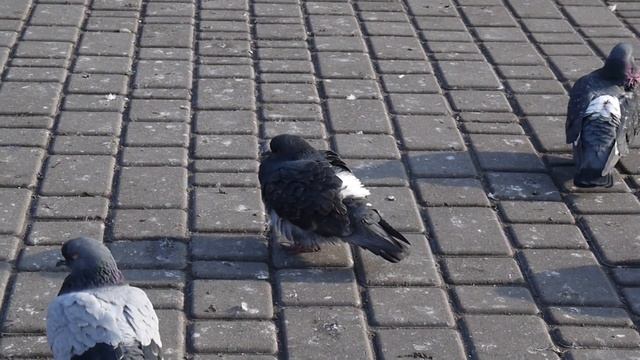 Голуби снятые на Panasonic DMC GF2 (+Sanity 5.1) смотреть онлайн