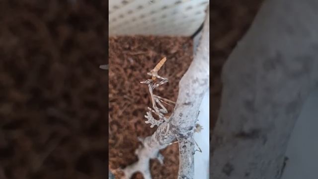Кормление богомола Эмпуза мучными червями/ мантис/ feeding the mantis/ 喂养螳螂/ カマキリに餌を与える смотреть онлайн