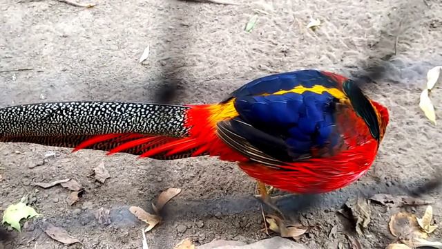 Zoo Kyiv. Birds in the Kyiv Zoo. смотреть онлайн