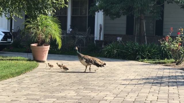 Peachicks out for a walk with mom смотреть онлайн