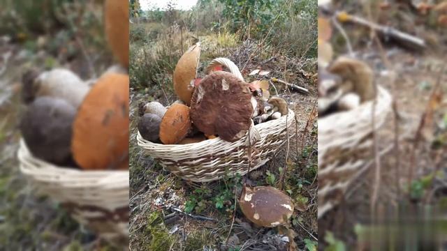 Корзины,отмотаем год назад. смотреть онлайн