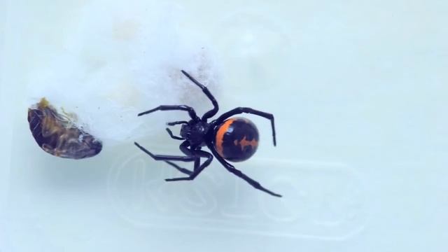 Steatoda Paykulliana Vs. Speckled Cockroach