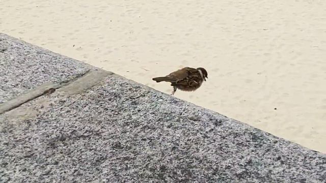 Воробушек прыгает