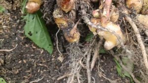 Как вырастить куркуму у себя дома