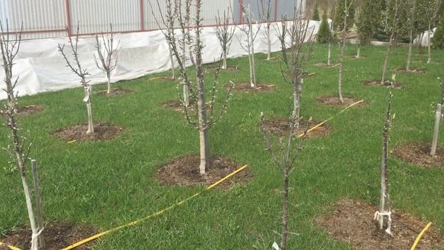 Борьба с сорняками! Хакер - взломает твой газон! смотреть онлайн