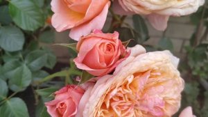 роза Викториан Секрет