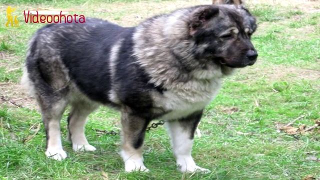 Волкодавы -  ГИГАНТСКИЕ породы собак! Videoohota