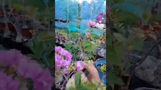 Rare Bougainvilleas Chitra India, Blue Berry ice etc/Kerah Mix TV смотреть онлайн