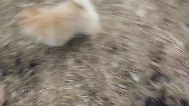 Рыжая Фея, 4 мес.