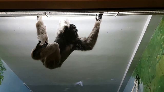 Гиббон в Новосибирском зоопарке смотреть онлайн