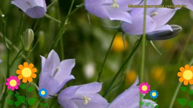 Колокольчик круглолистный. Краткий обзор, описание характеристик campanula takesymana смотреть онлайн