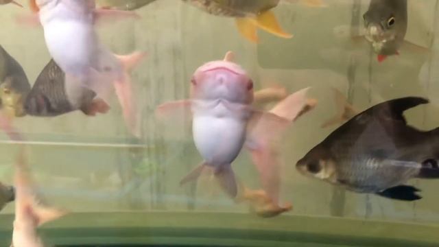 สวายเผือกสั้น SB albino Pangasianodon hypophthalmus смотреть онлайн