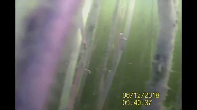 Верх-Нейвинский пруд. Нерест плотвы (чебака). Часть 1. смотреть онлайн