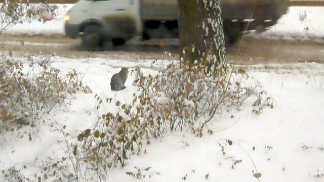 Котовыгул. Кому разборки, а кому страх и холод. смотреть онлайн