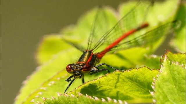 Sony a55 zoom test смотреть онлайн