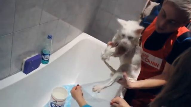 Груминг_обучение_кошки.