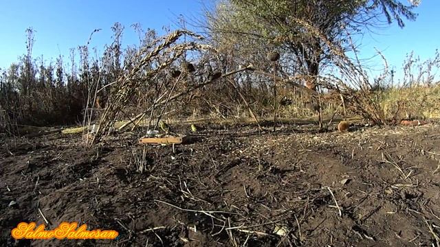 Ловля певчих птиц на ТАЙНИК. - Реполо́в, щеглы, чижи, вьюрок, зеленушки. смотреть онлайн