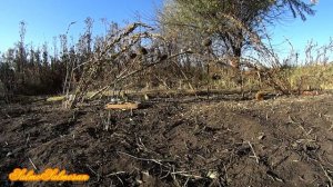 Ловля певчих птиц на ТАЙНИК. - Реполо́в, щеглы, чижи, вьюрок, зеленушки.