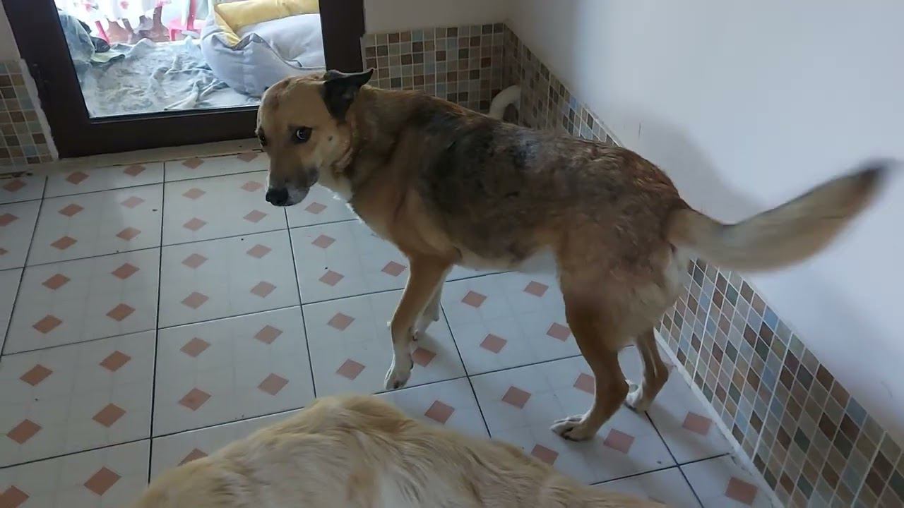 Саркоптоз легко лечится ивермеком. #палван #animalshelter  #dogsshelter