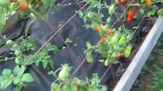 ОПРЕДЕЛИЛАСЬ С СОРТАМИ ТОМАТОВ ДЛЯ ОГОРОДА смотреть онлайн