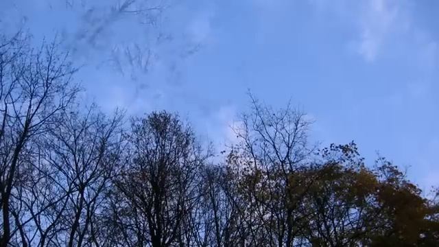 Дерева , вы мои дерева..(сл .Евгения Бачурина) смотреть онлайн