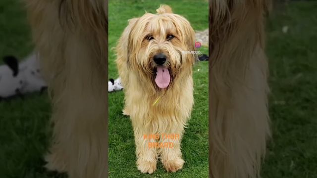 King Thor Briards Pastor de Brie from puppy to a beautiful adult dog. смотреть онлайн
