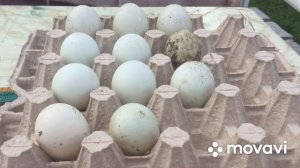 Категория Яиц  для инкубации/Утки Индийский Бегунок/ Утка несушка.