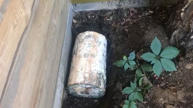 Выращиваем опята на даче смотреть онлайн