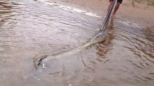 12 ANACONDAS GIGANTES CAPTADAS EN BRASIL (parte 2) смотреть онлайн