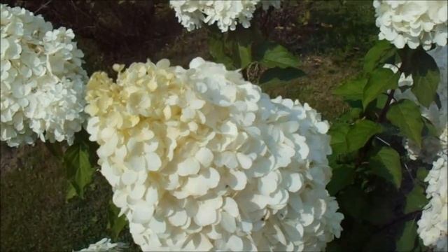 САМАЯ КРУПНАЯ МЕТЕЛЬЧАТАЯ ГОРТЕНЗИЯ - ПОЛЯРНЫЙ МЕДВЕДЬ смотреть онлайн