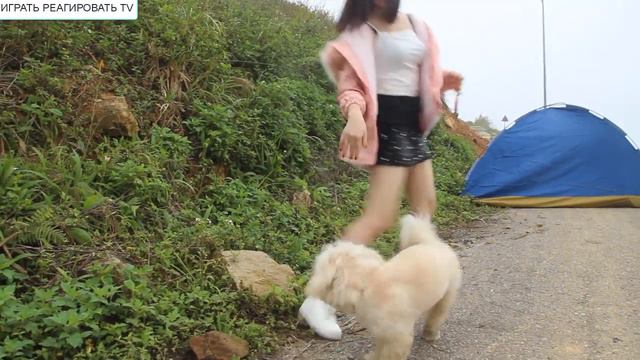 Милая девушка играет с милой собакой, милая собака хочет заняться любовью с милой девушкой смотреть онлайн