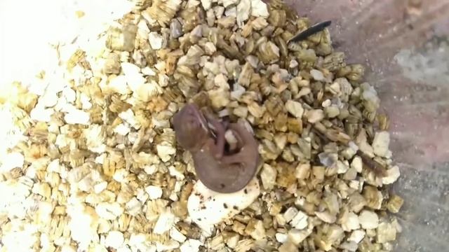Вылупившийся детёныш хамелеона смотреть онлайн