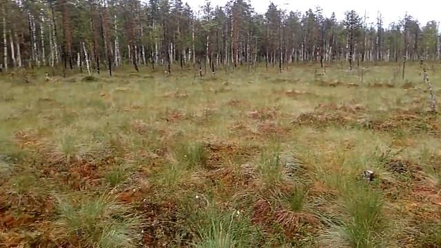 Швеция. Морошка на болоте. смотреть онлайн