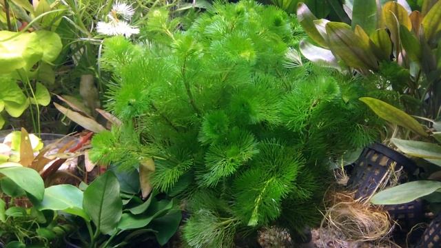 Кабомба красная