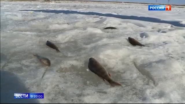Рыба с глистами смотреть онлайн