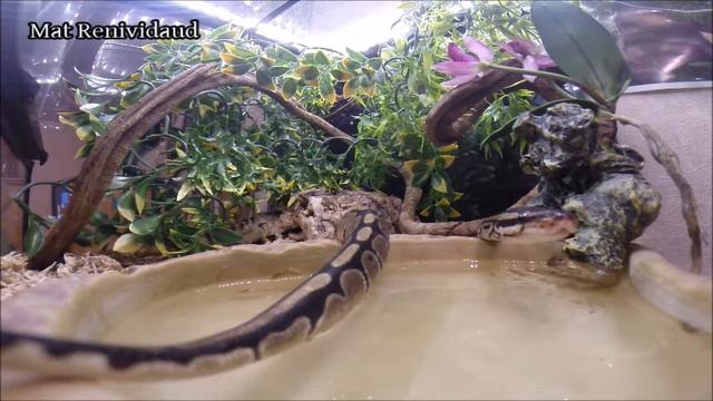 Ball Python Royal GoPro : Nemesis's home смотреть онлайн